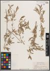 Foto von Salix capusii Franch.